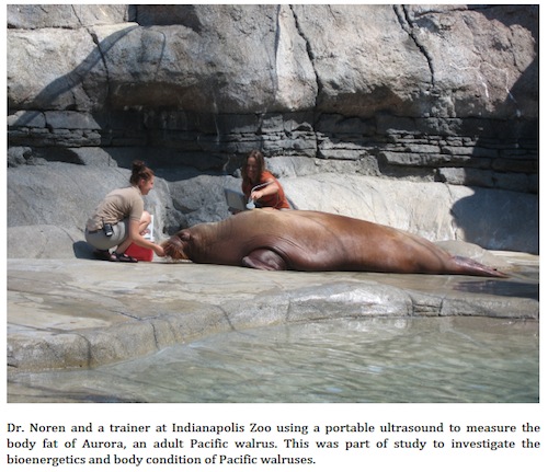 Shawn Noren and assistant measure a walrus' blubber thickness