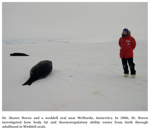 Dr. Shawn Noren and Weddell seal near McMurdo, Antarctica.
