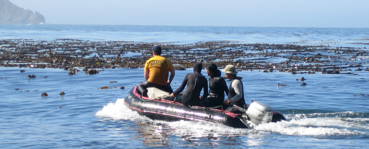 scuba divers in an inflatable heading toward a bed of kelp