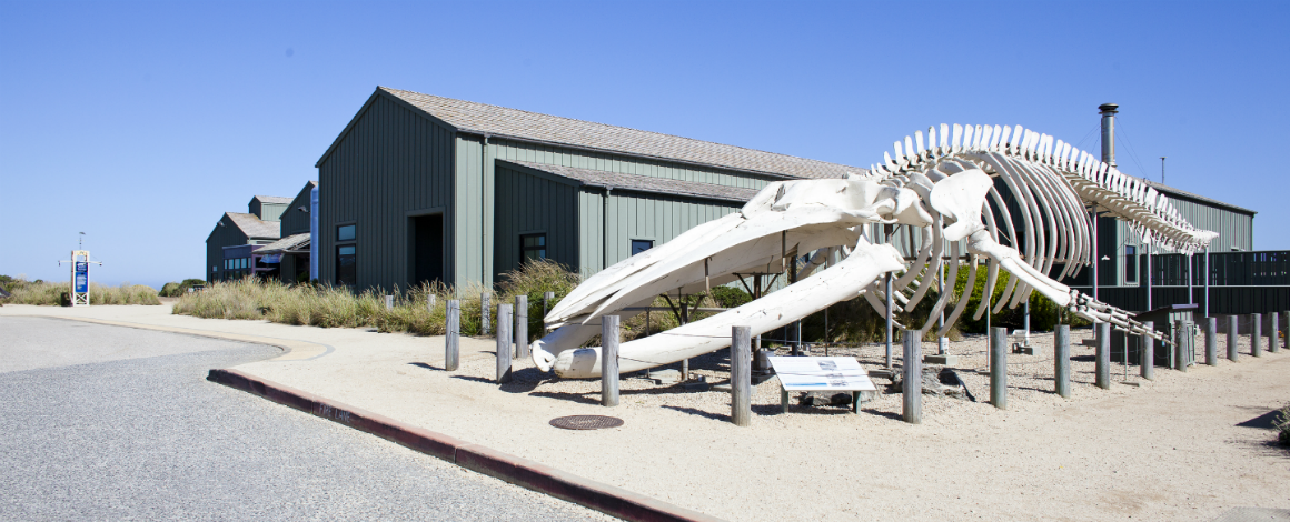 image of blue whale skeleton in foregroudn and seymour marine disocvery center in background