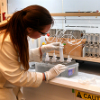 Environmental Toxicologist at work. Flegal Lab. Jennifer Cossaboon analyzes seawater samples for methyl mercury.